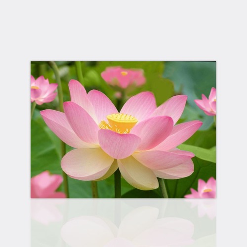 분홍연꽃 (라운드 2.8mm 3D) 50X40