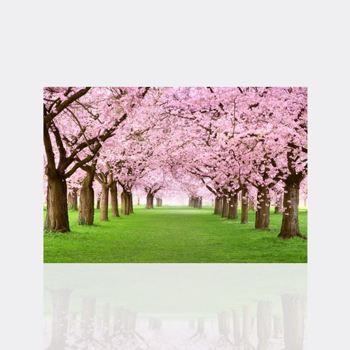 벚꽃나무숲 3D 40x30cm